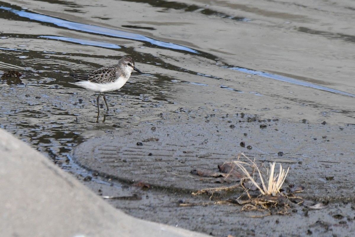 Semipalmated Sandpiper - ML641221891