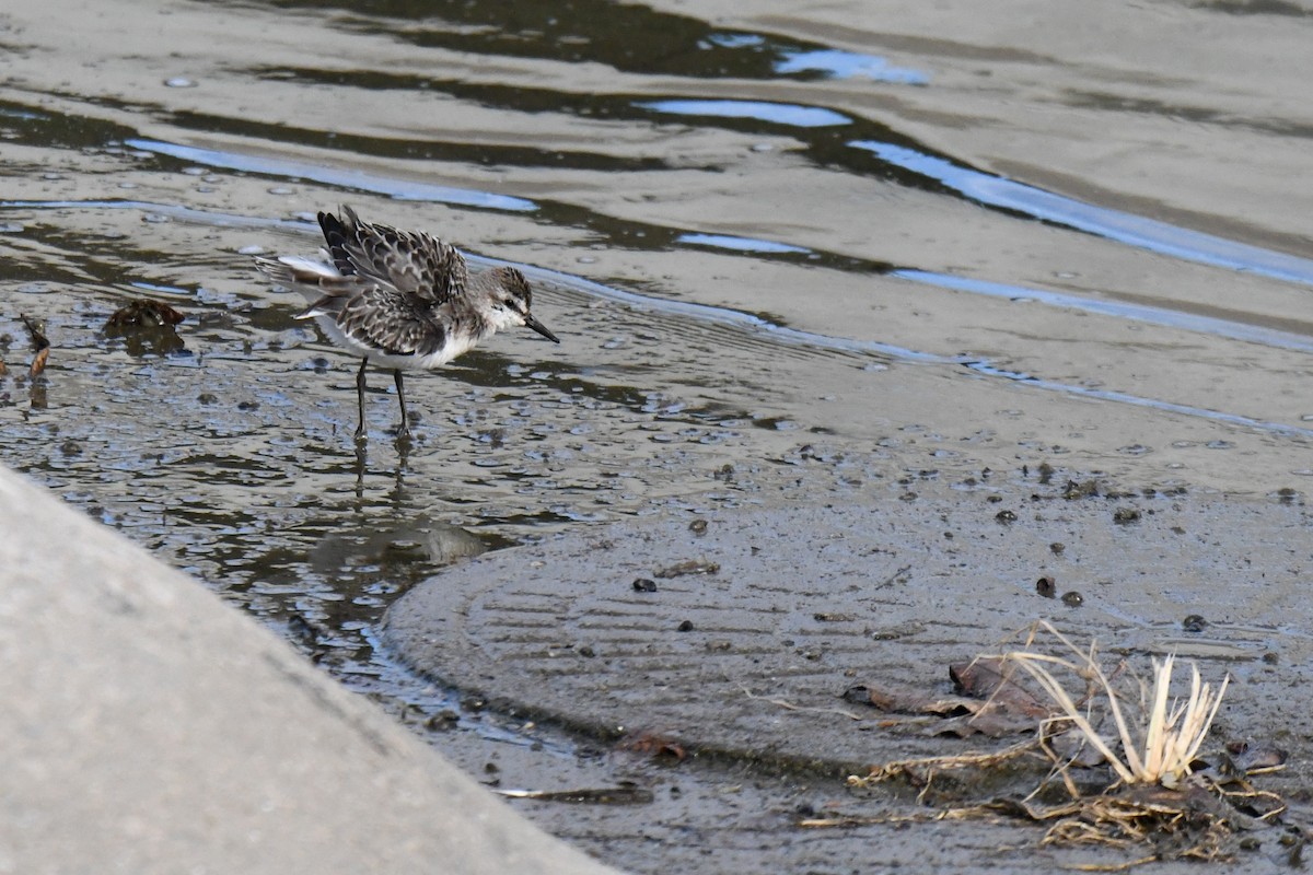Semipalmated Sandpiper - ML641221892