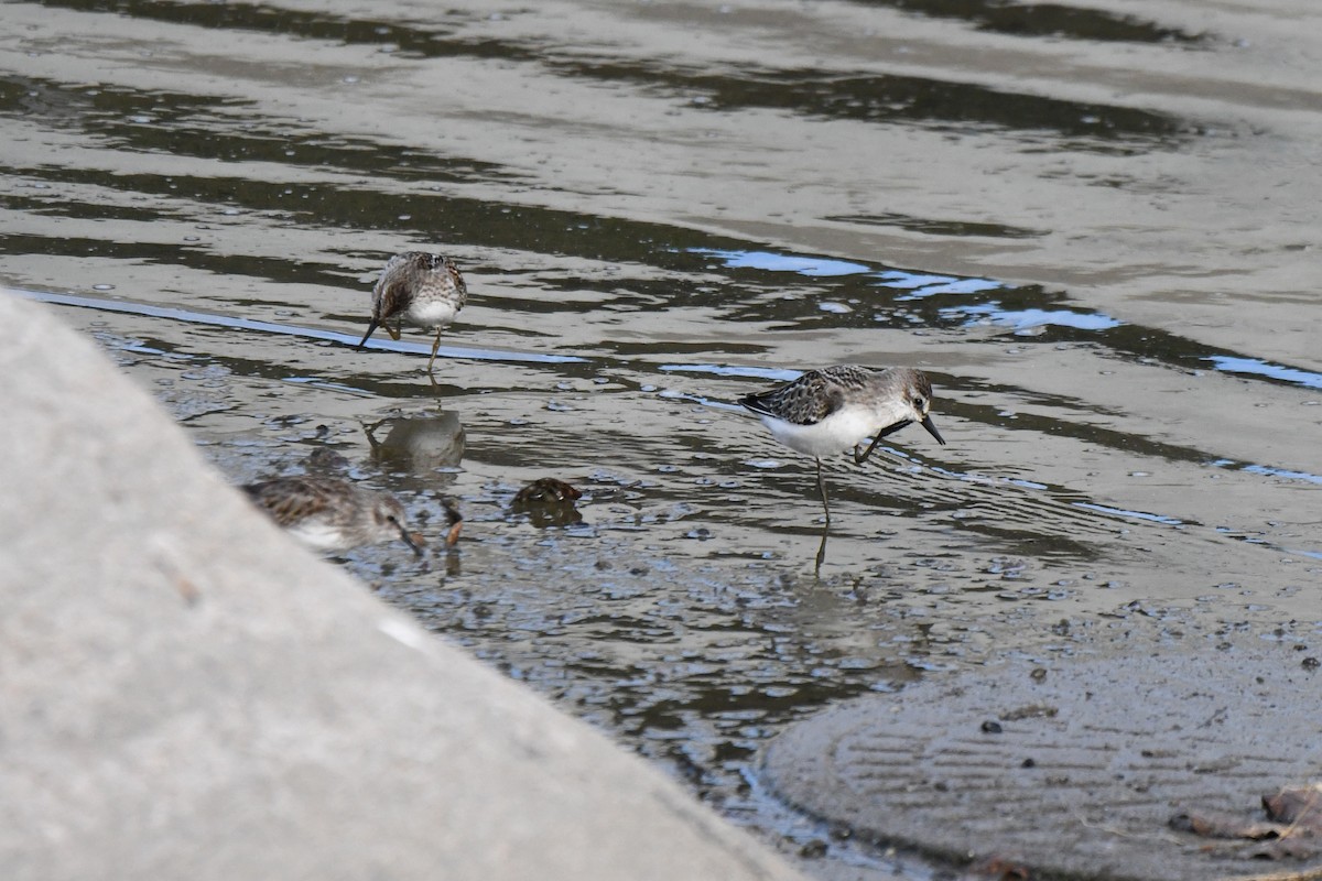 Semipalmated Sandpiper - ML641221894