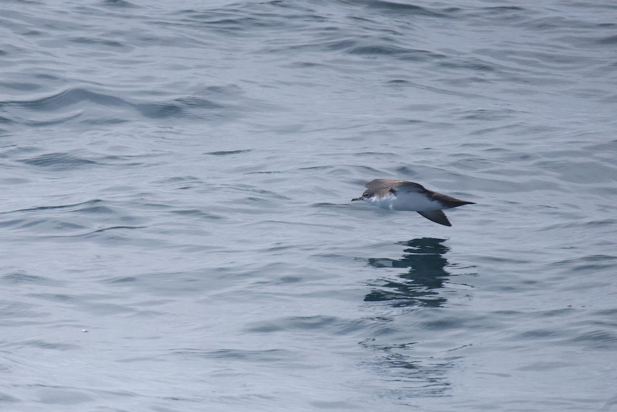 Galapagos Yelkovanı - ML641221966