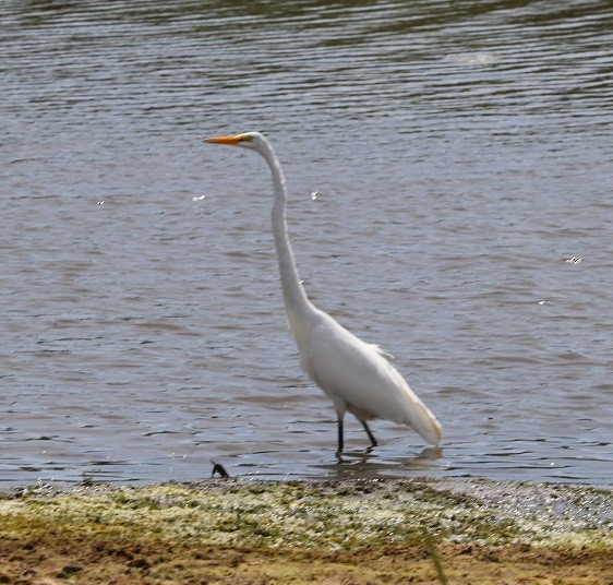 Great Egret - ML641221975