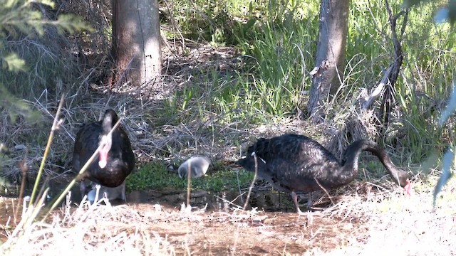 Black Swan - ML641221978