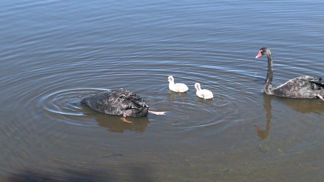 Black Swan - ML641221980