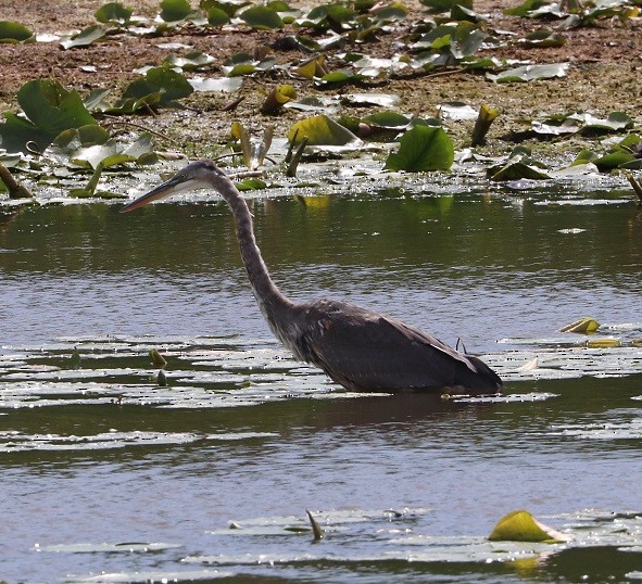 Great Blue Heron - ML641221990