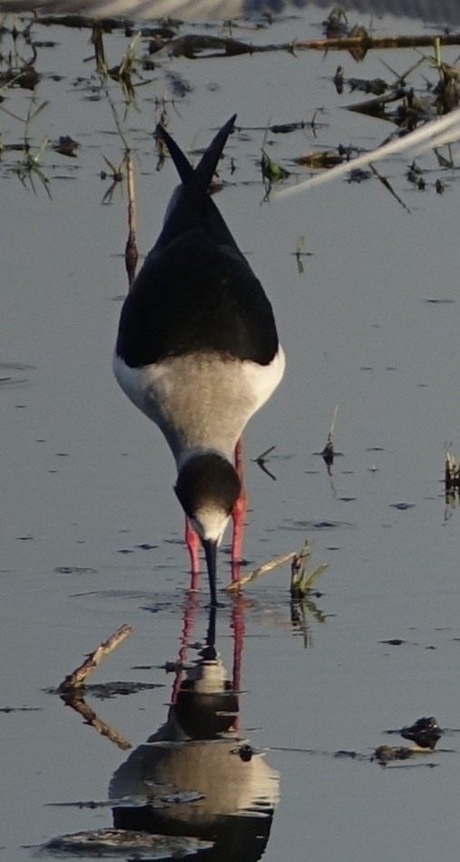 Black-winged Stilt - ML641222012