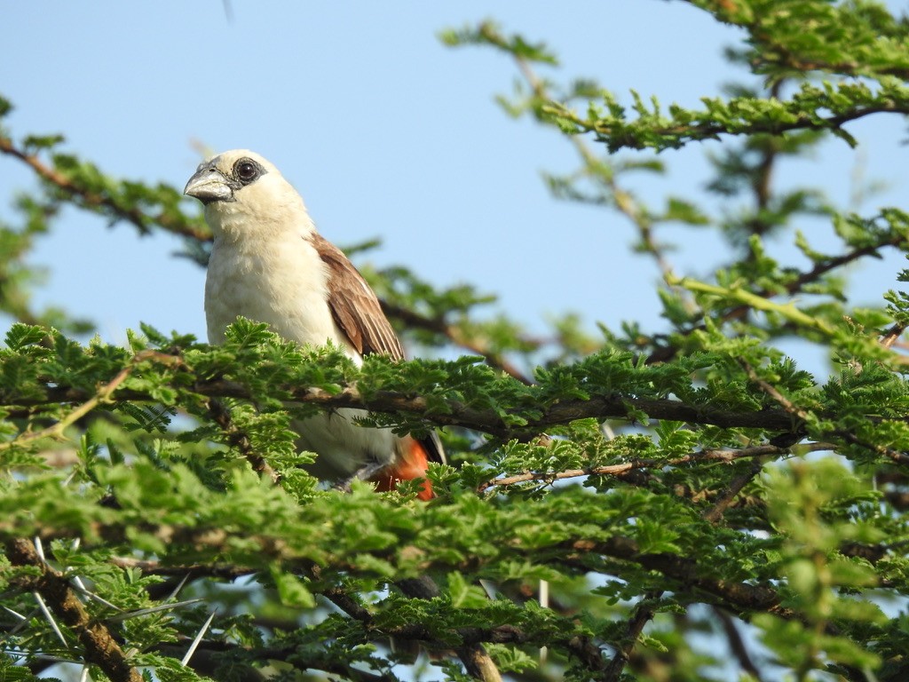 White-headed Buffalo-Weaver - ML641222053