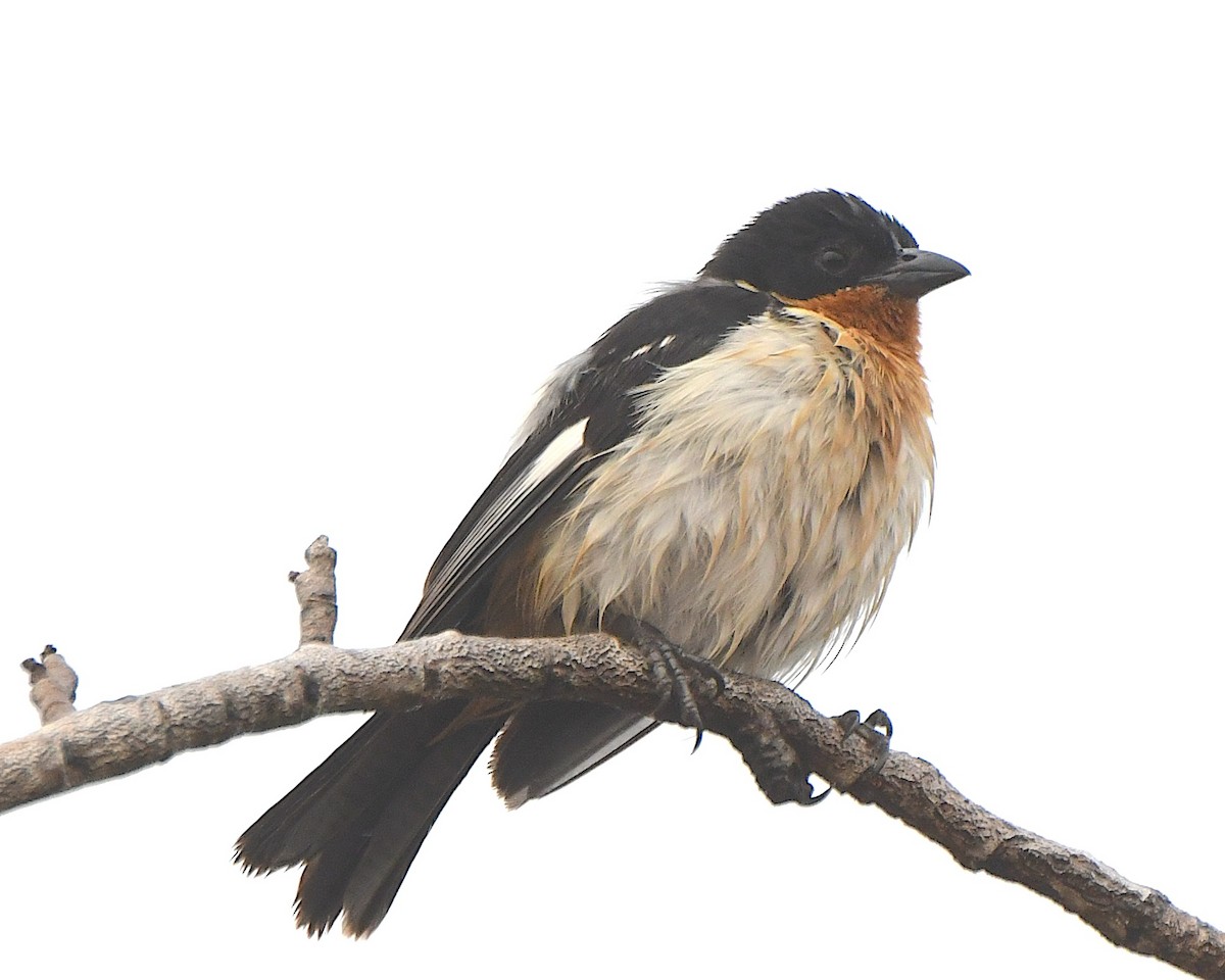 White-rumped Tanager - ML641222118