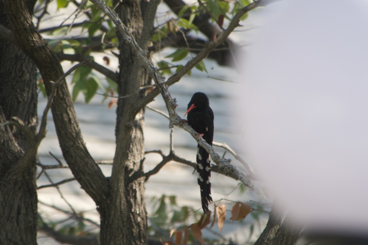 Violet Woodhoopoe - ML641222126