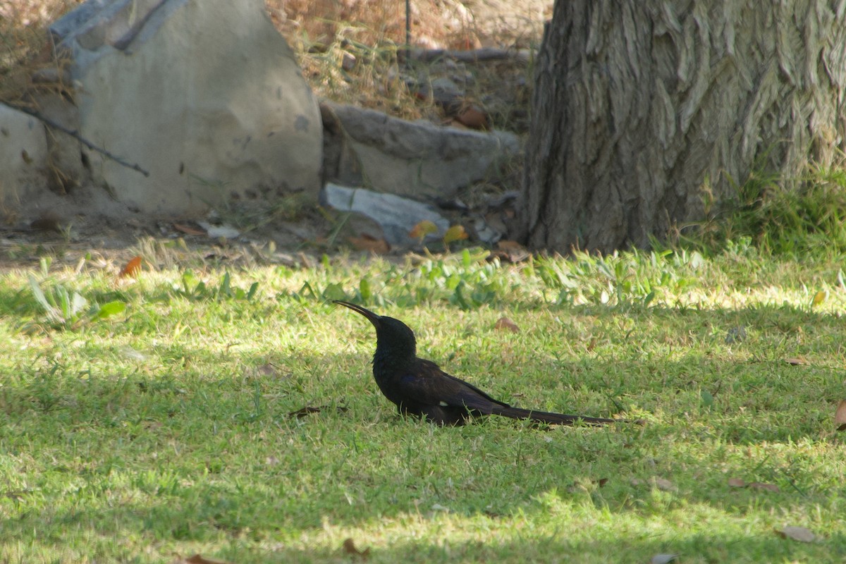 Violet Woodhoopoe - ML641222127