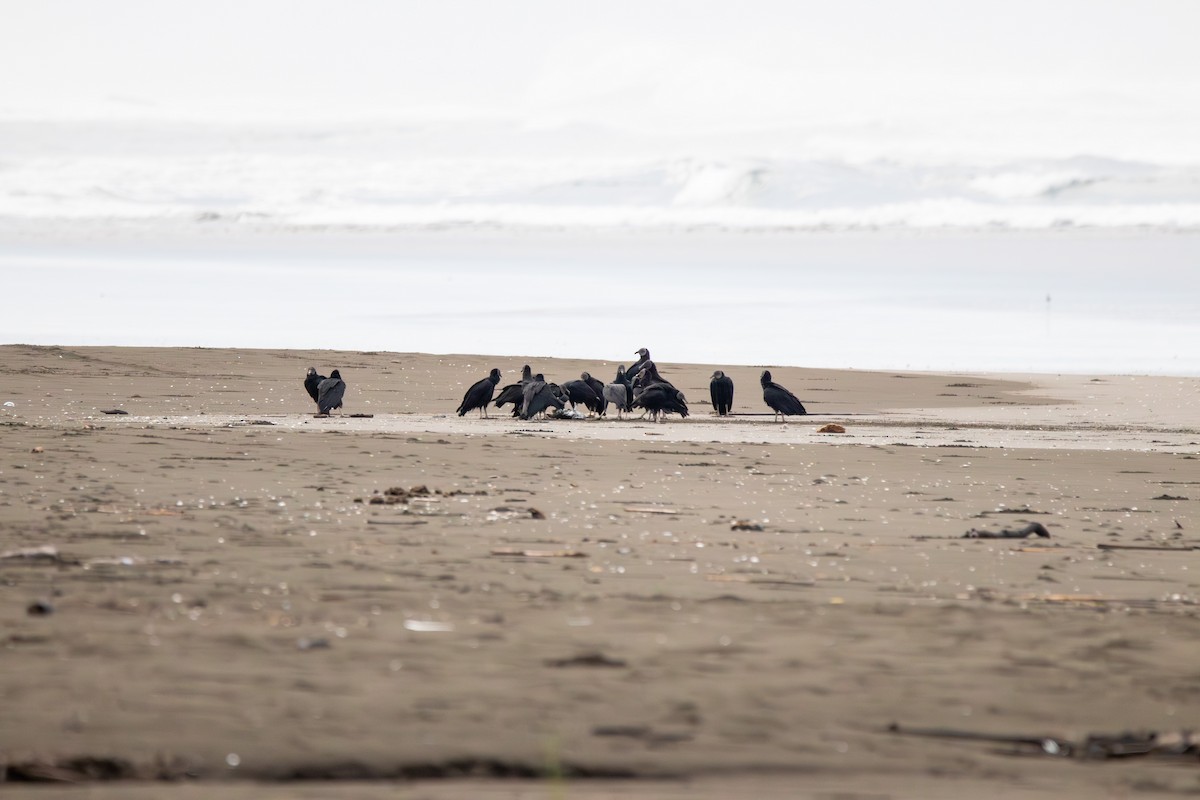 Black Vulture - ML641222134