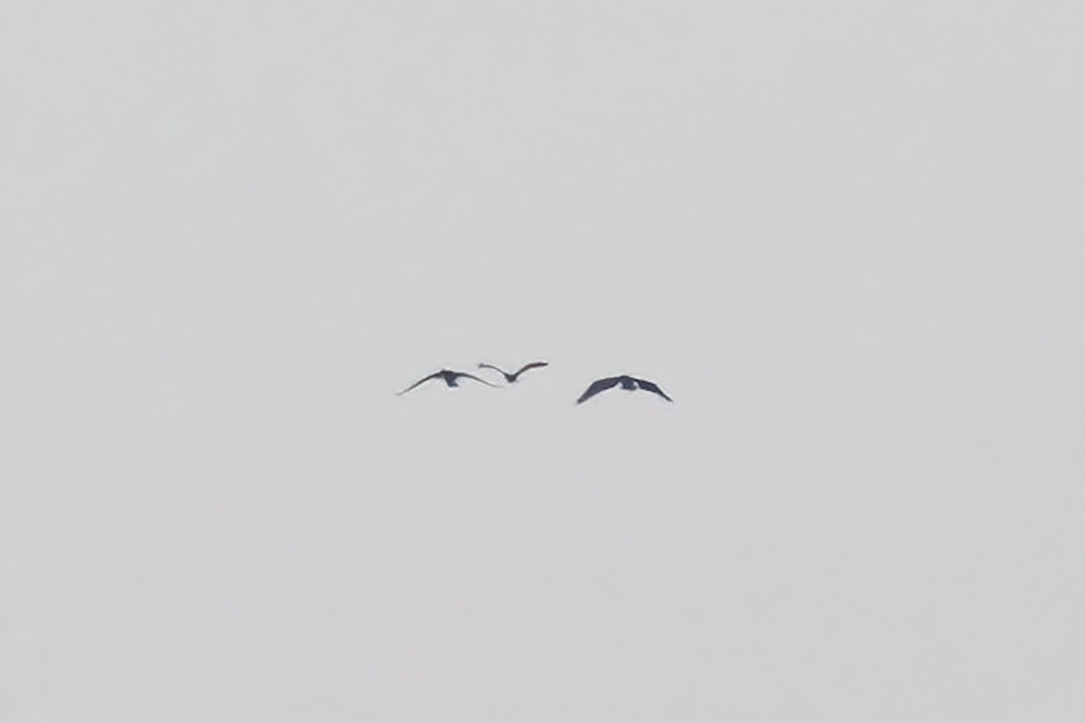 Neotropic Cormorant - ML641222155