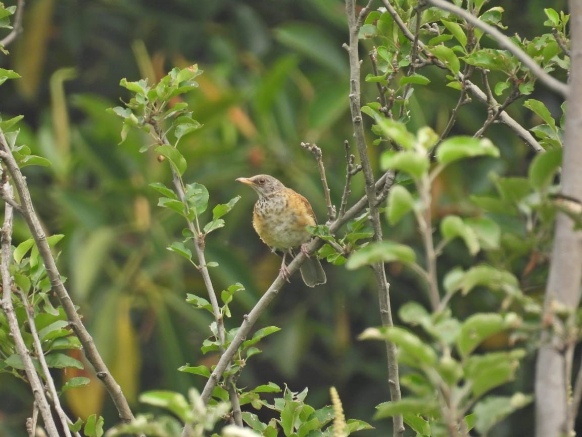 Rufous-backed Robin - ML641222159