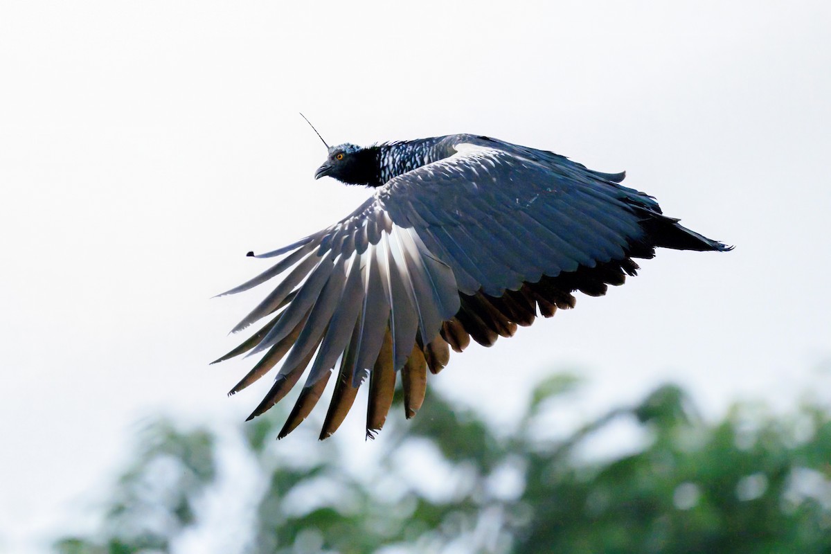 Horned Screamer - ML641222173
