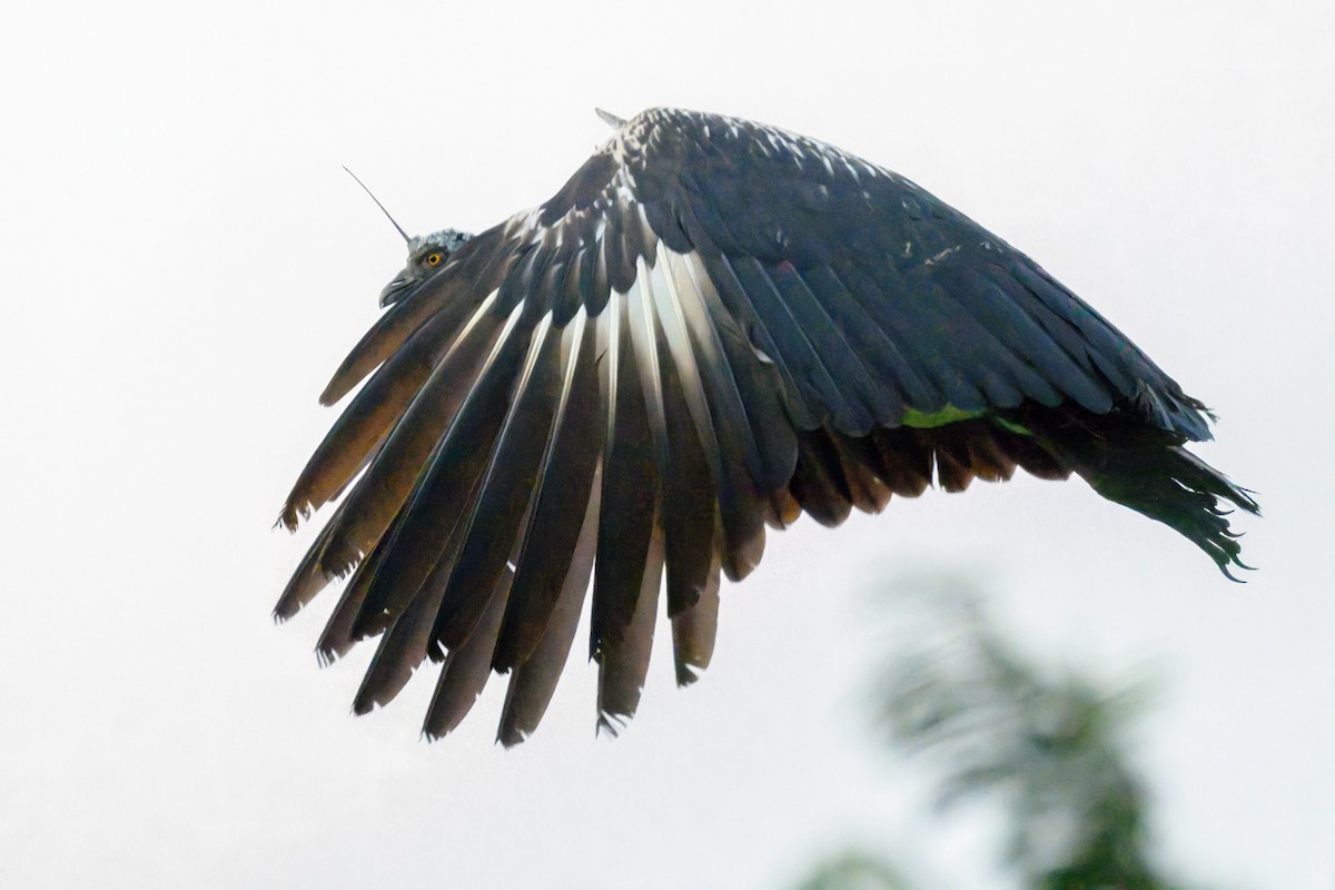 Horned Screamer - ML641222174