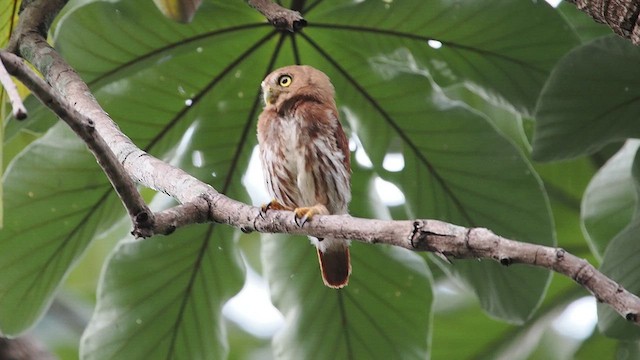 Ferruginous Pygmy-Owl - ML641222175