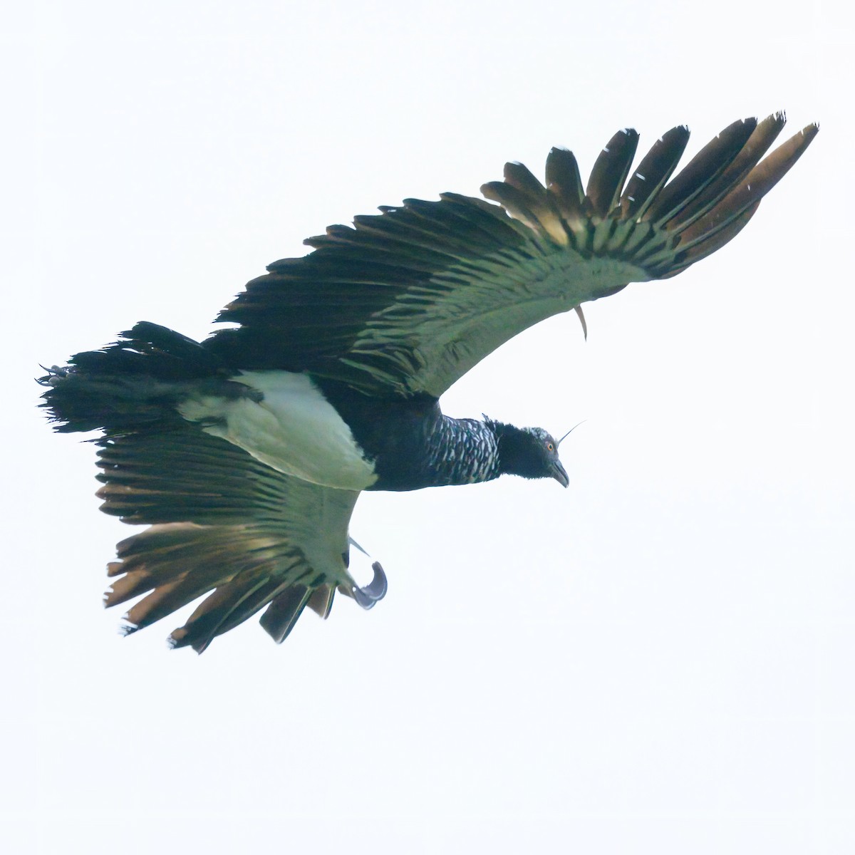 Horned Screamer - ML641222185