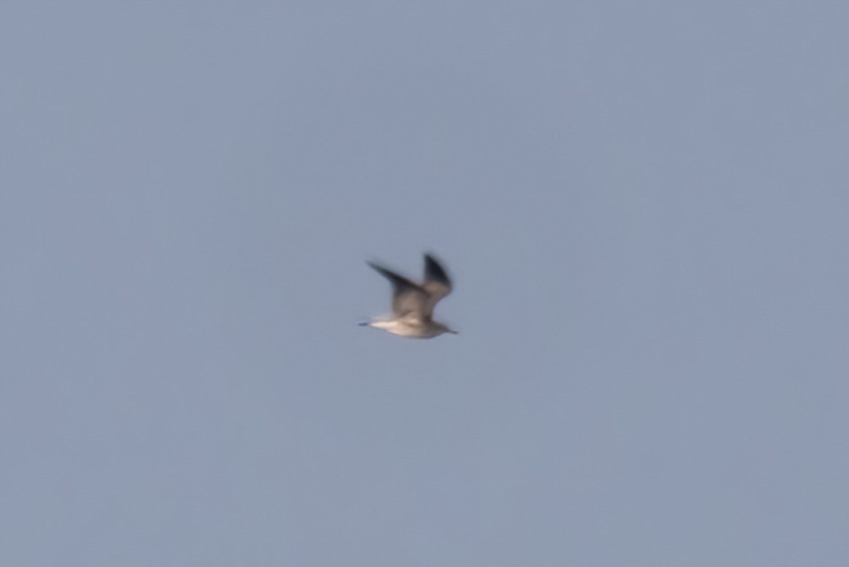 Laughing Gull - ML641222187