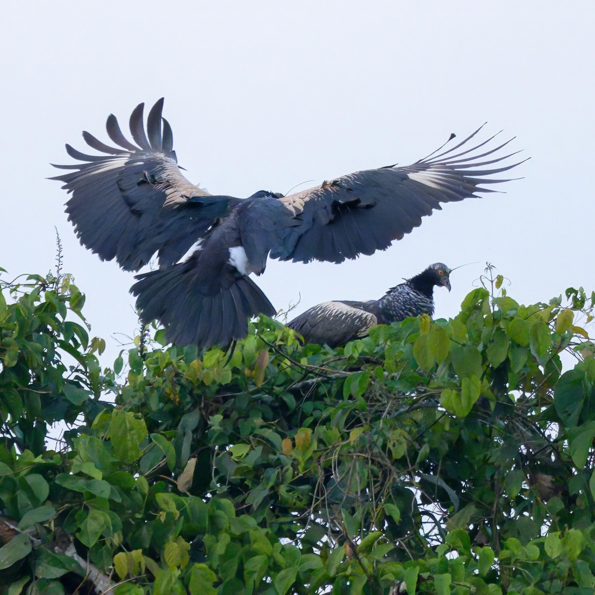 Horned Screamer - ML641222188