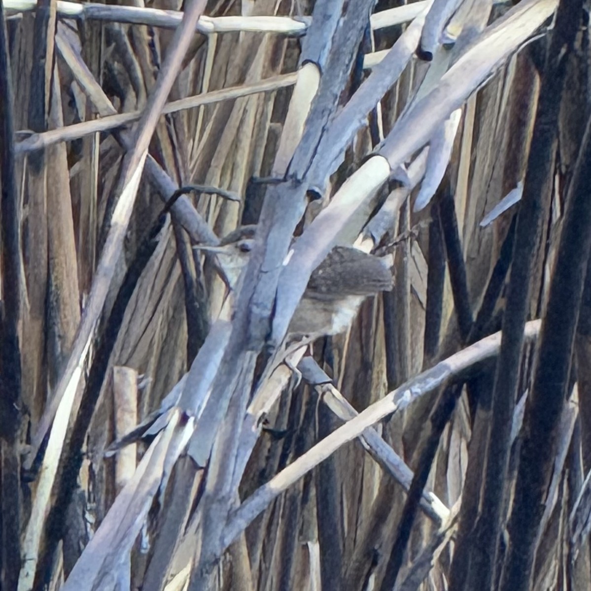 Marsh Wren - ML641222192