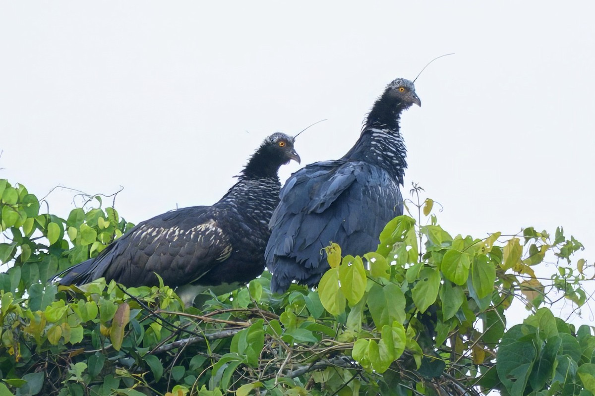 Horned Screamer - ML641222194