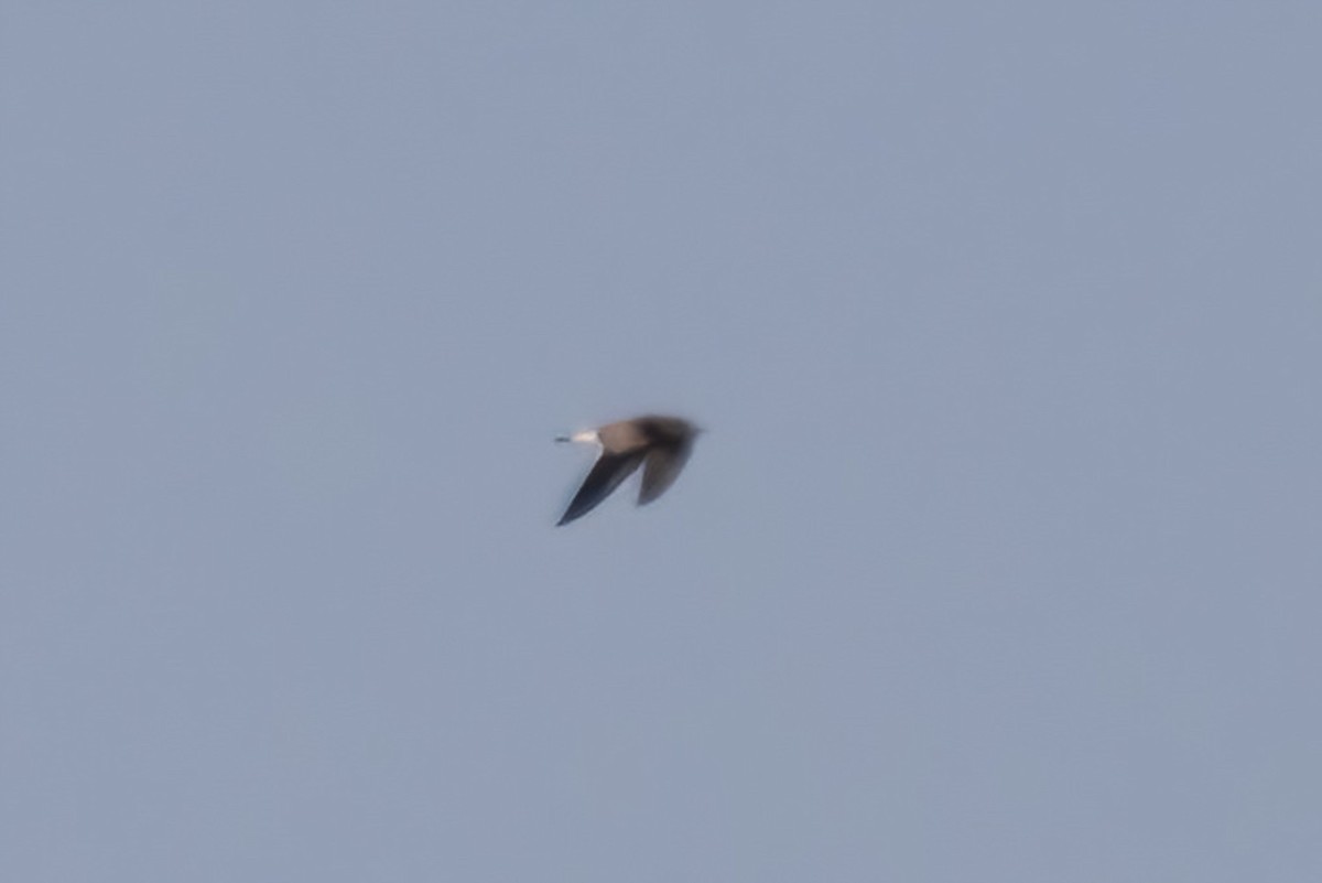 Laughing Gull - ML641222195