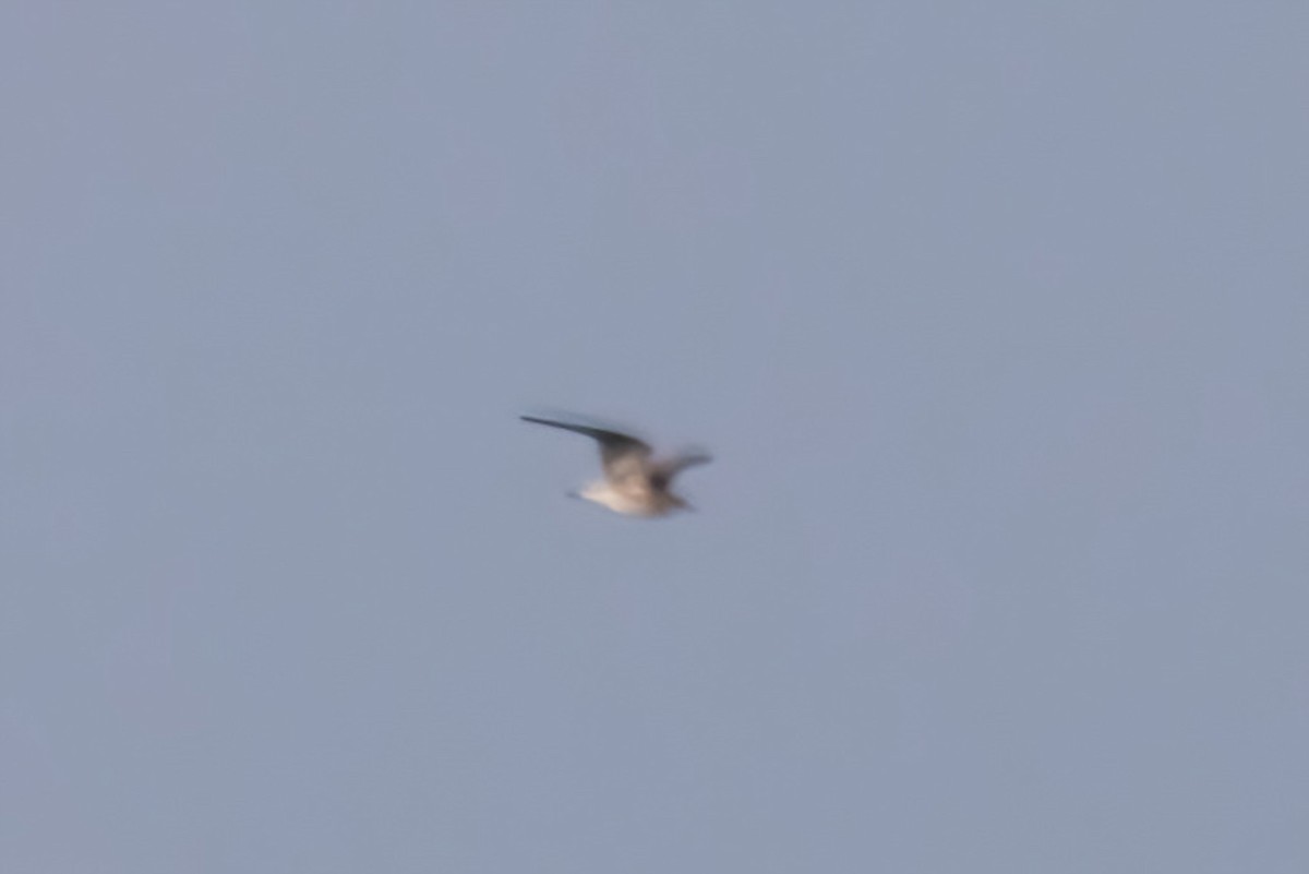 Laughing Gull - ML641222201