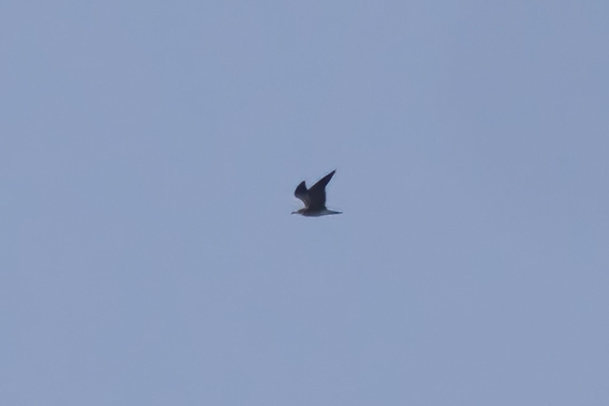 Laughing Gull - ML641222208