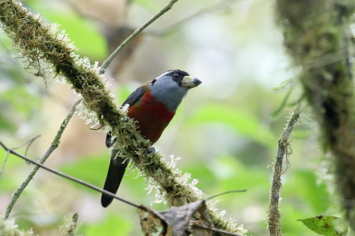 Toucan Barbet - ML641222213
