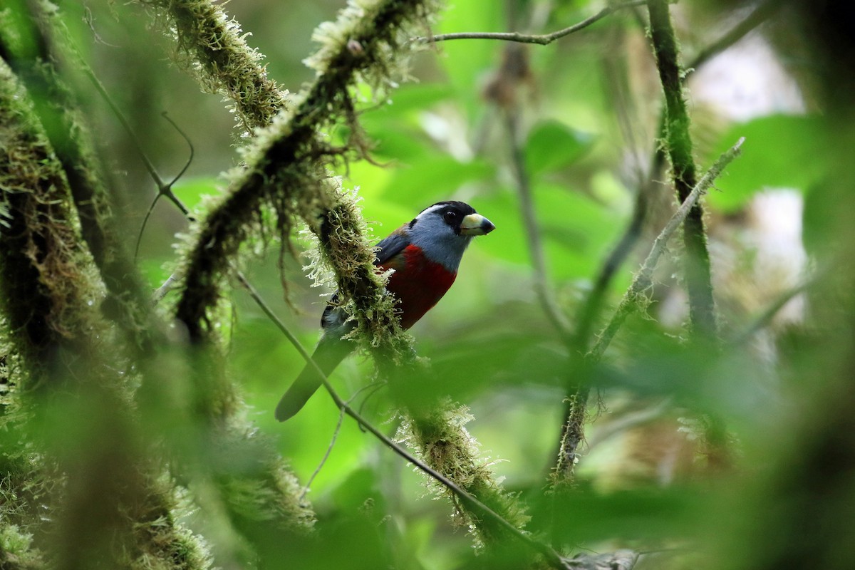 Toucan Barbet - ML641222215