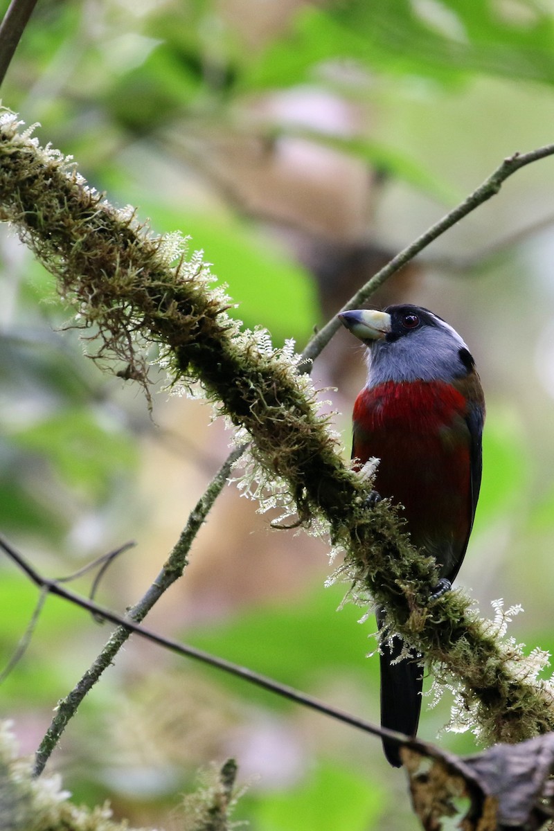 Toucan Barbet - ML641222216