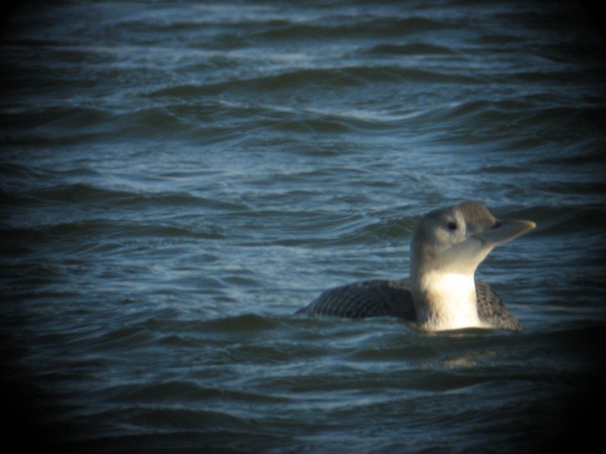 Plongeon à bec blanc - ML641222254
