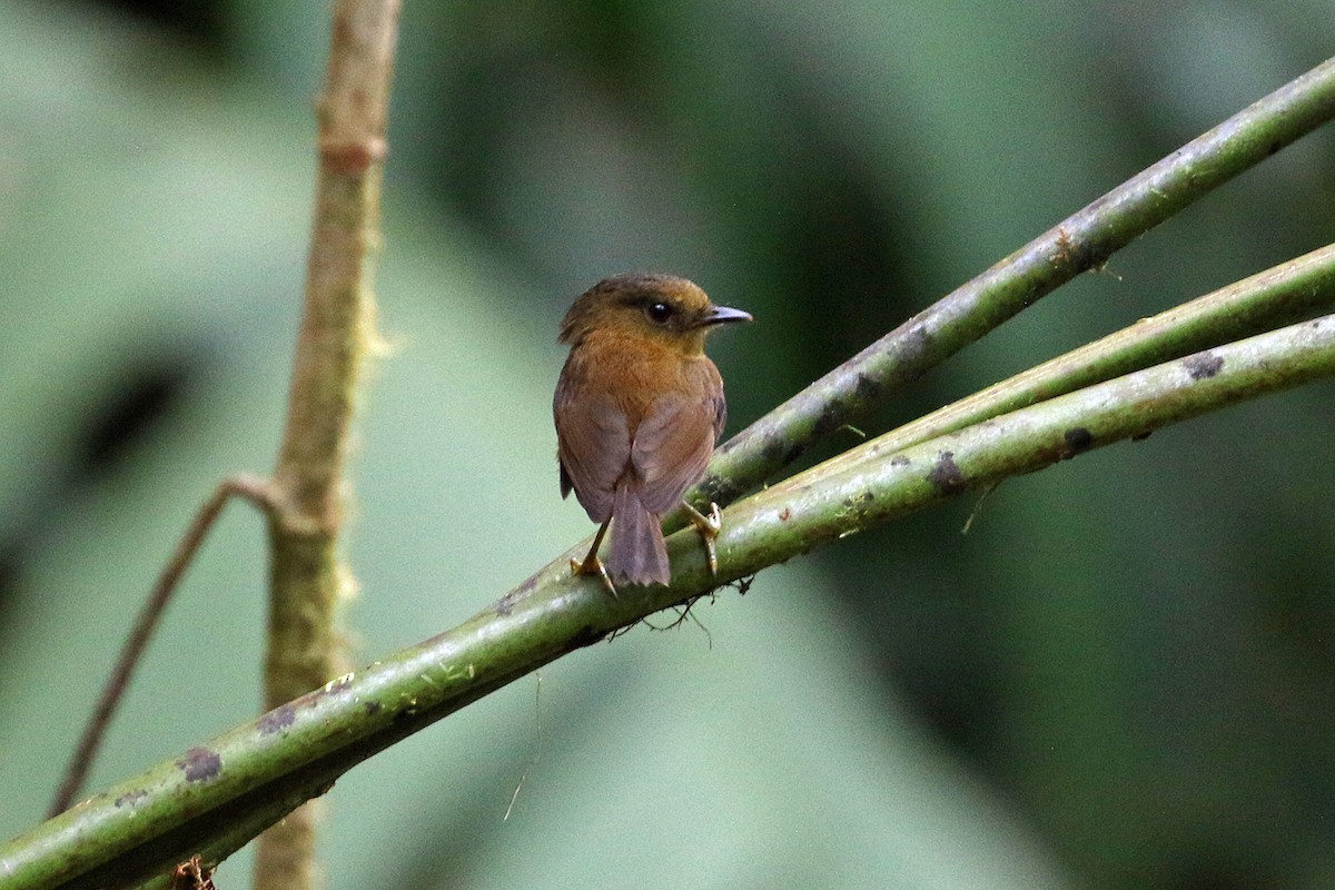 Bronze-olive Pygmy-Tyrant - ML641222261