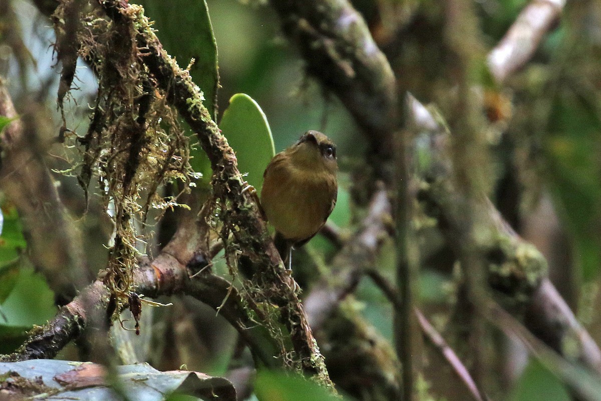 Bronze-olive Pygmy-Tyrant - ML641222262