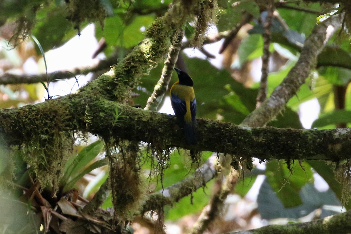 Black-chinned Mountain Tanager - ML641222281