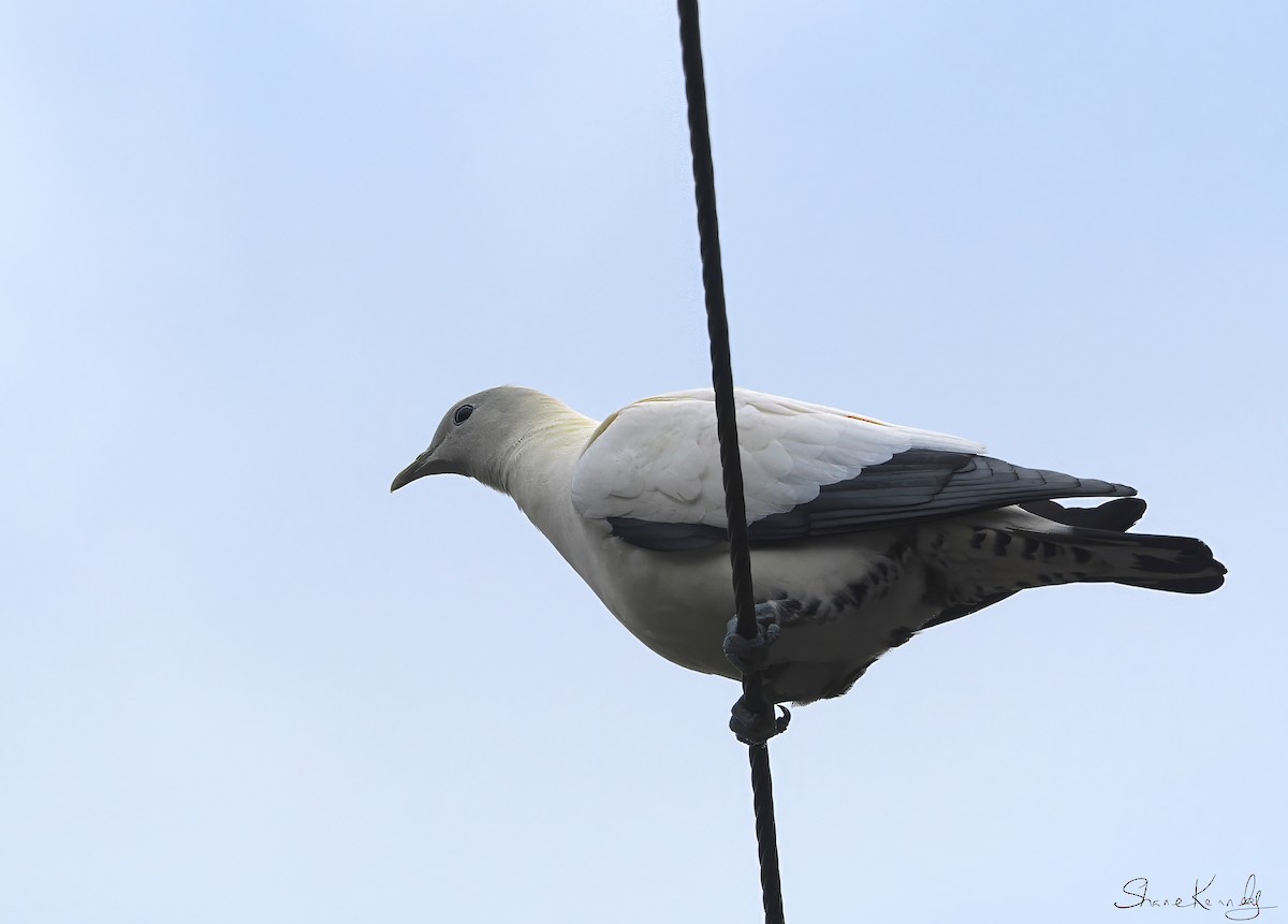 snøkeiserdue - ML641222321