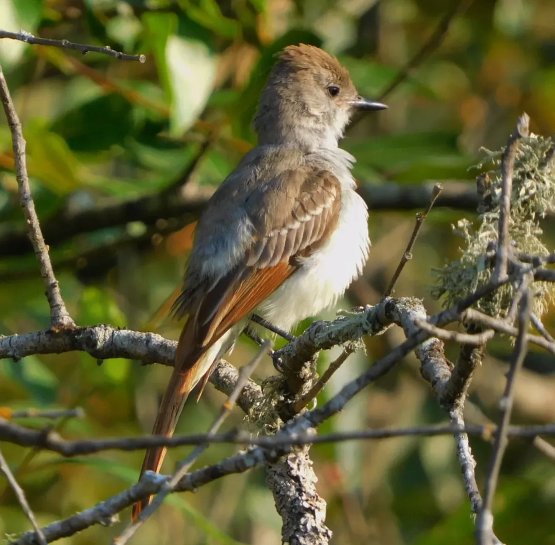 Ash-throated Flycatcher - ML641222325