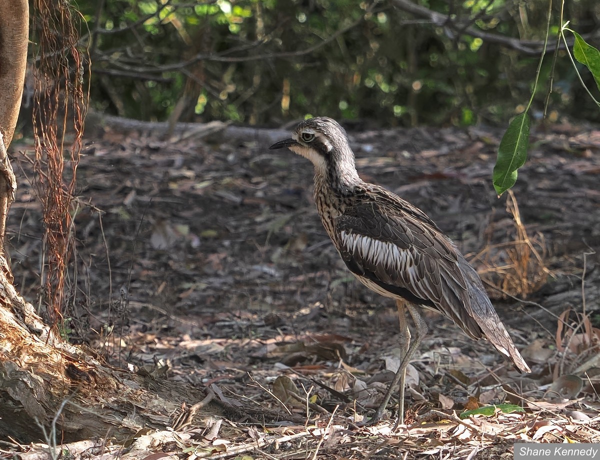Bush Thick-knee - ML641222332
