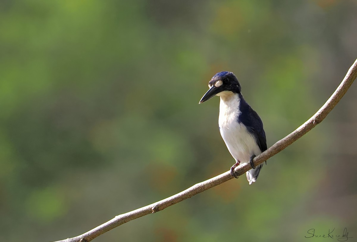 Little Kingfisher - ML641222340