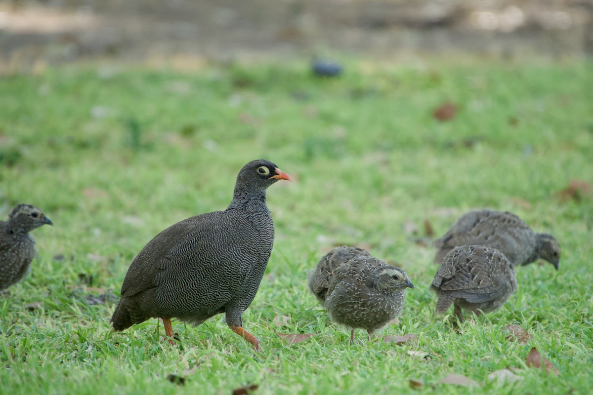 Red-billed Spurfowl - ML641222347