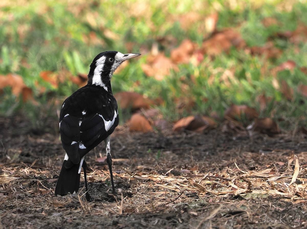 Magpie-lark - ML641222358