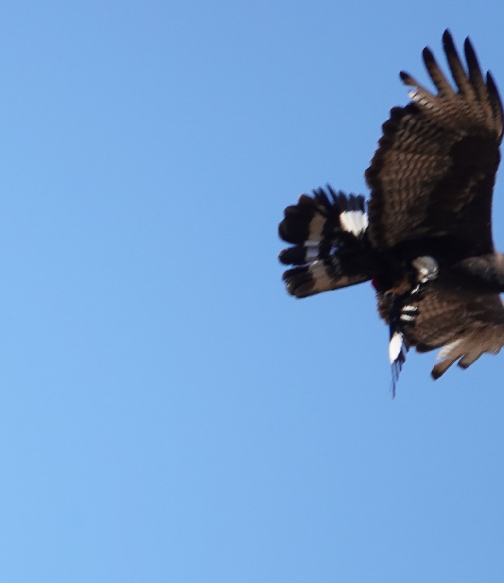 Zone-tailed Hawk - ML641222398