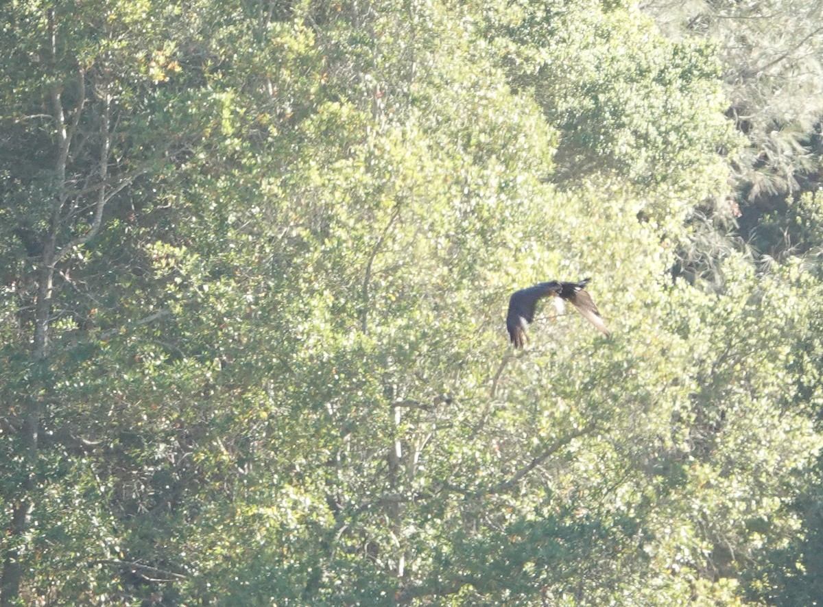 Zone-tailed Hawk - ML641222399
