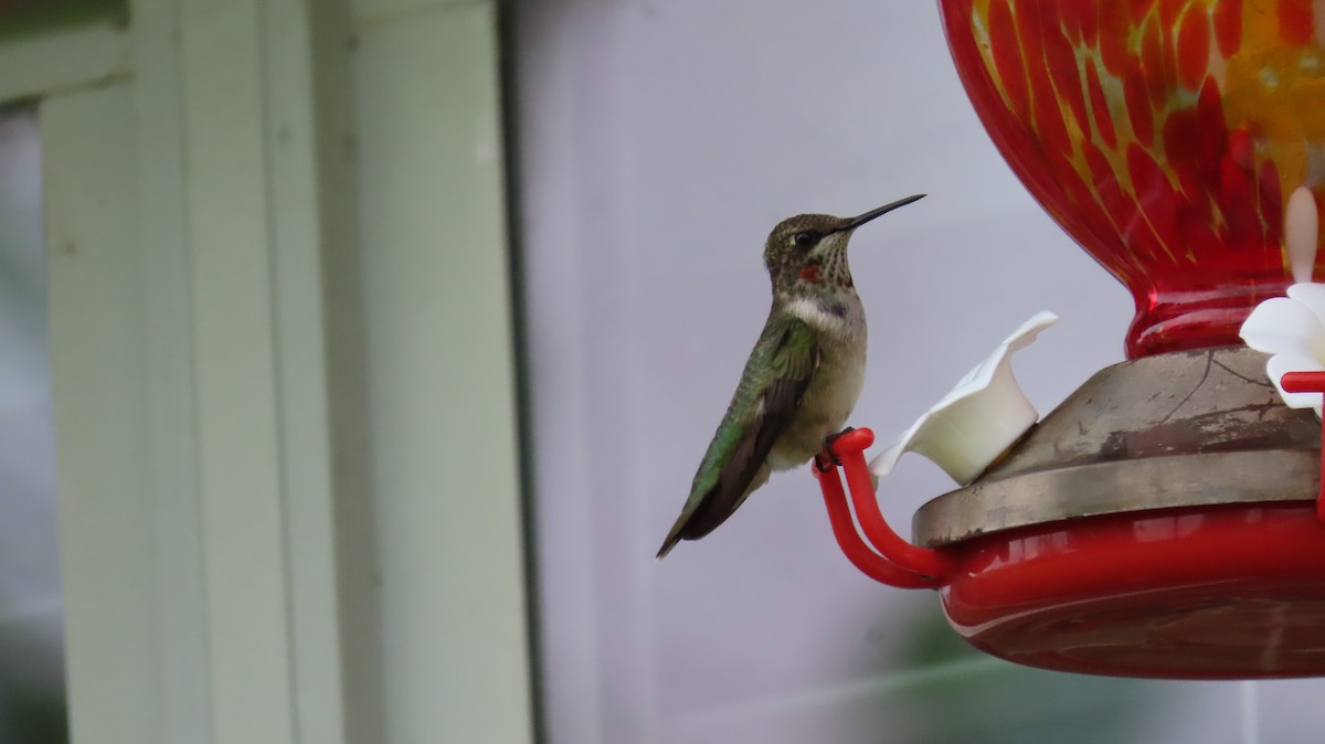 Ruby-throated Hummingbird - ML641222447