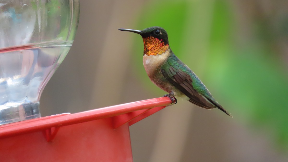Ruby-throated Hummingbird - ML641222448