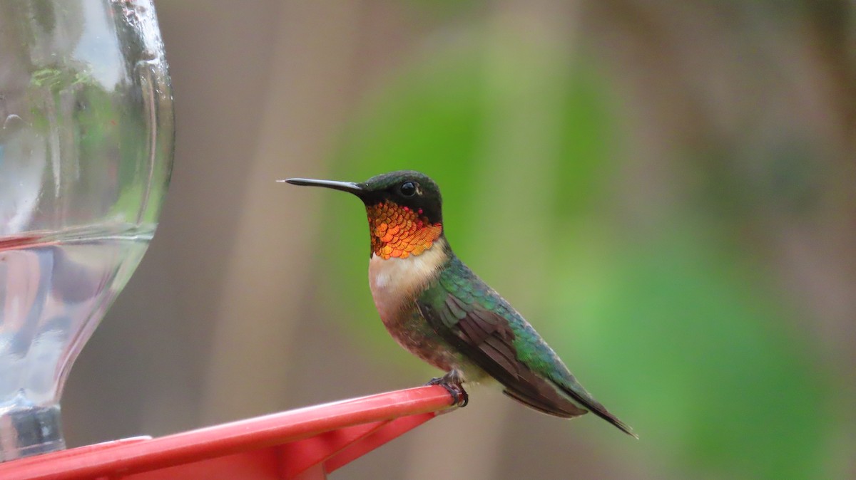 Ruby-throated Hummingbird - ML641222449