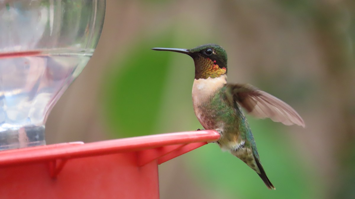 Ruby-throated Hummingbird - ML641222450