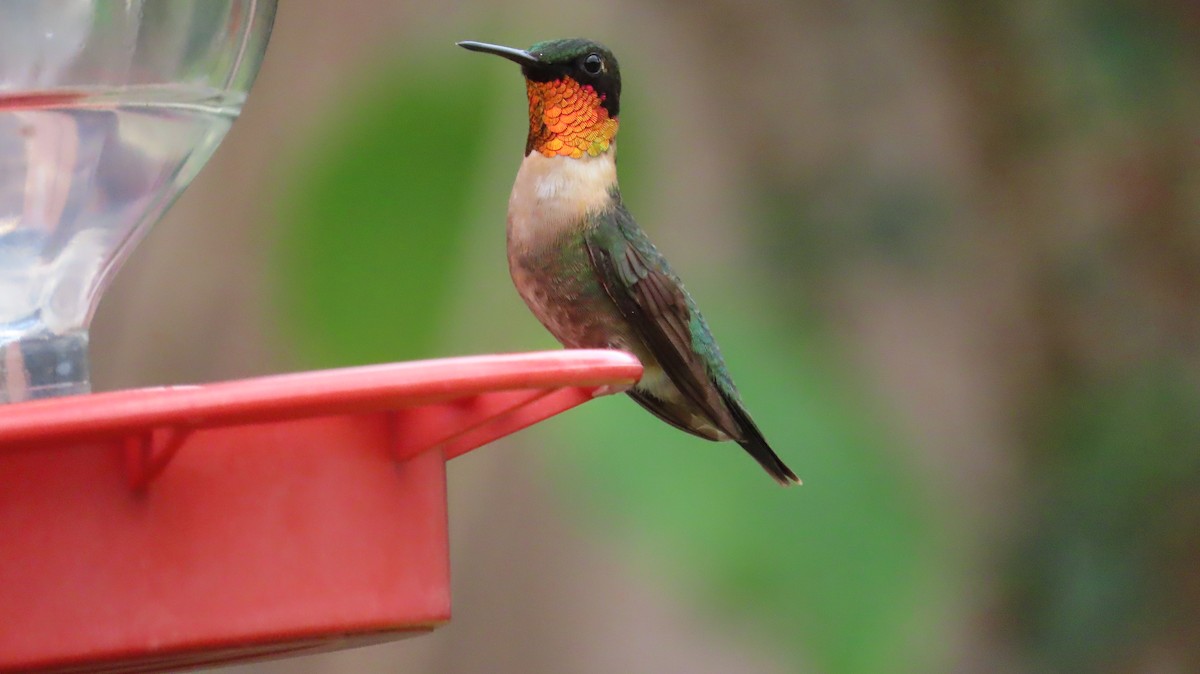 Ruby-throated Hummingbird - ML641222451