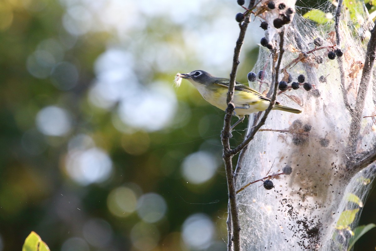 Blue-headed Vireo - ML641222473