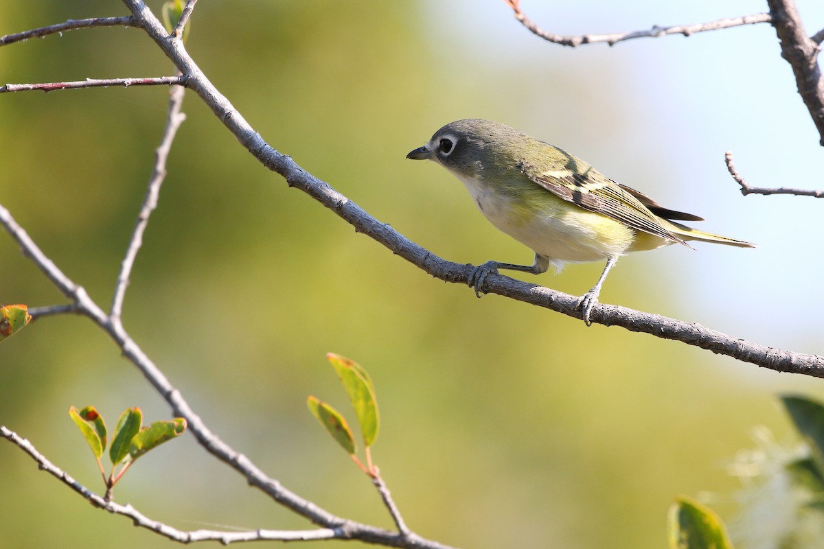 Blue-headed Vireo - ML641222474