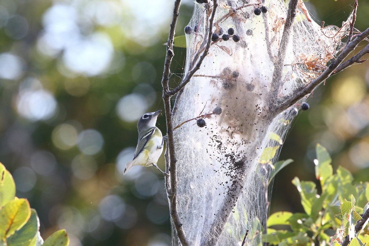 Blue-headed Vireo - ML641222477